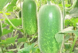 必吃大瓜今日大瓜 c朝阳群众,必吃大瓜今日大瓜背后的风云故事